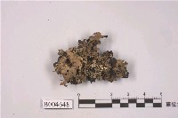 藏品(成長梅衣)的圖片